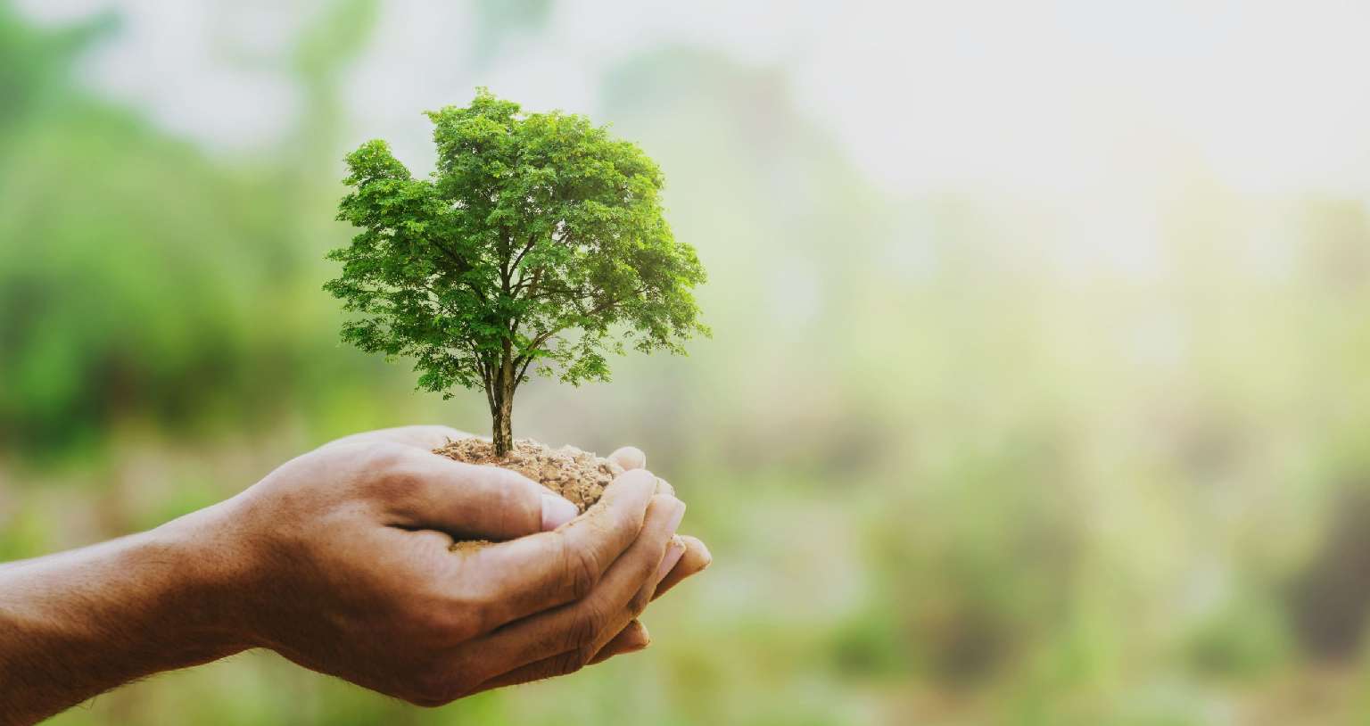 Wir pflanzen einen Baum, dazu gestalten wir individualisierte Schilder.